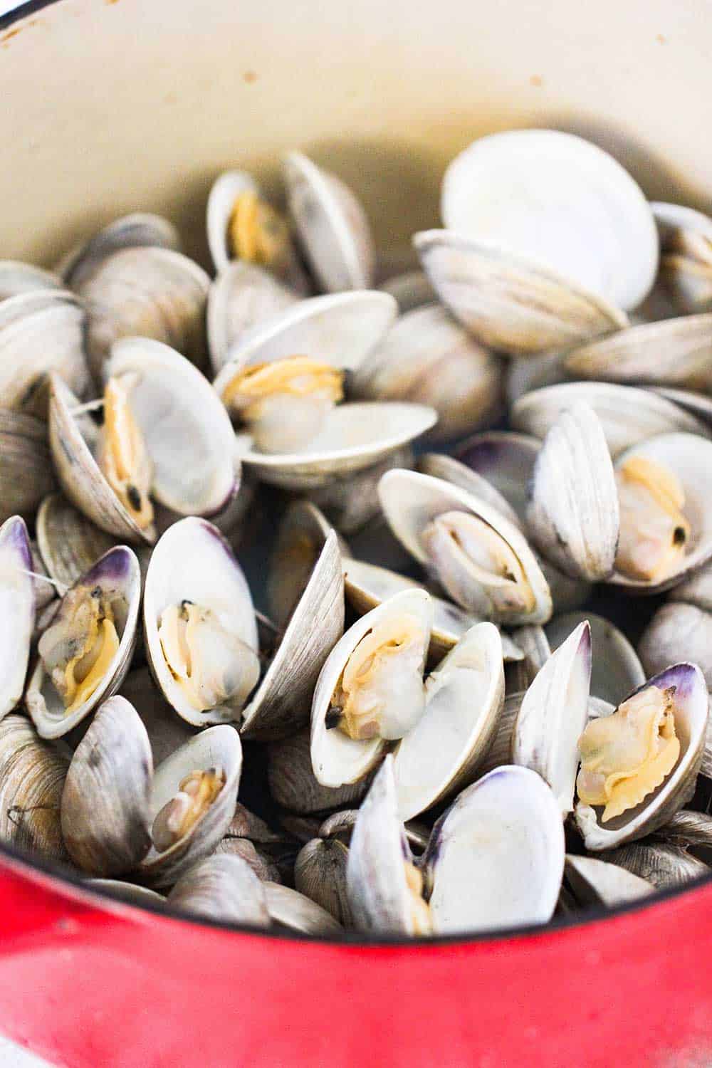 A red pot filled with steamed littleneck clams that are open. 