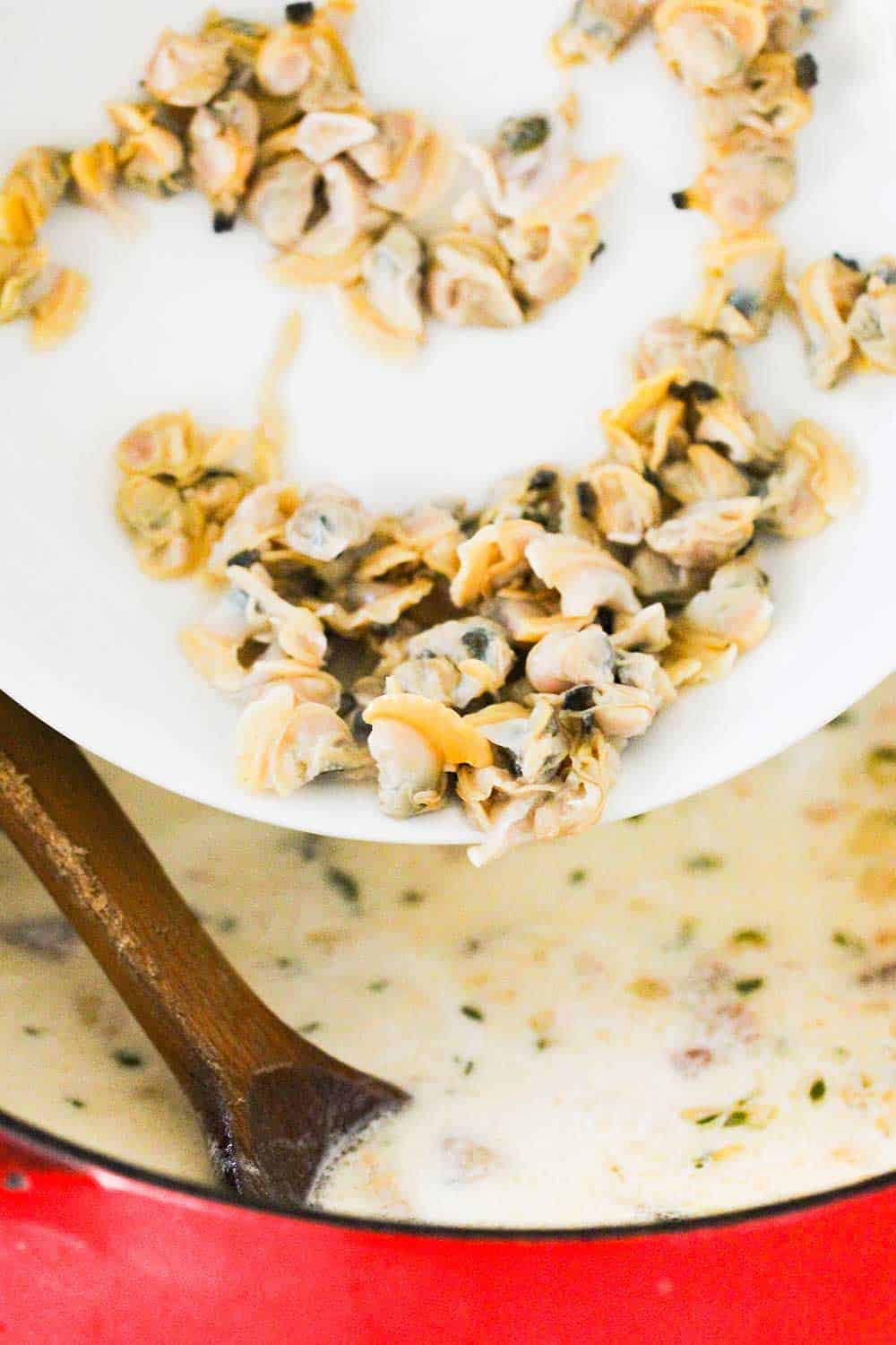 A white plate filled with chopped clam meat being lowered into a pot of chowder. 