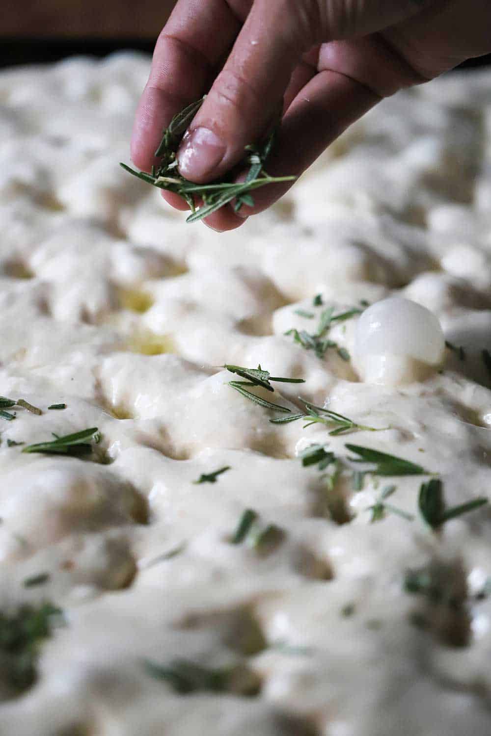 A hand sprinkling chopped fresh rosemary over the top of focaccia dough in a rectangle baking pan. 