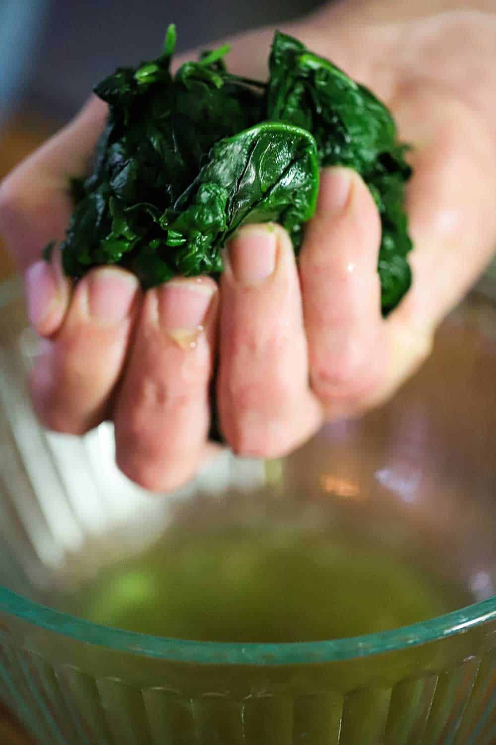 A hand squeezing excess water from a handful of blanched spinach leaves. 