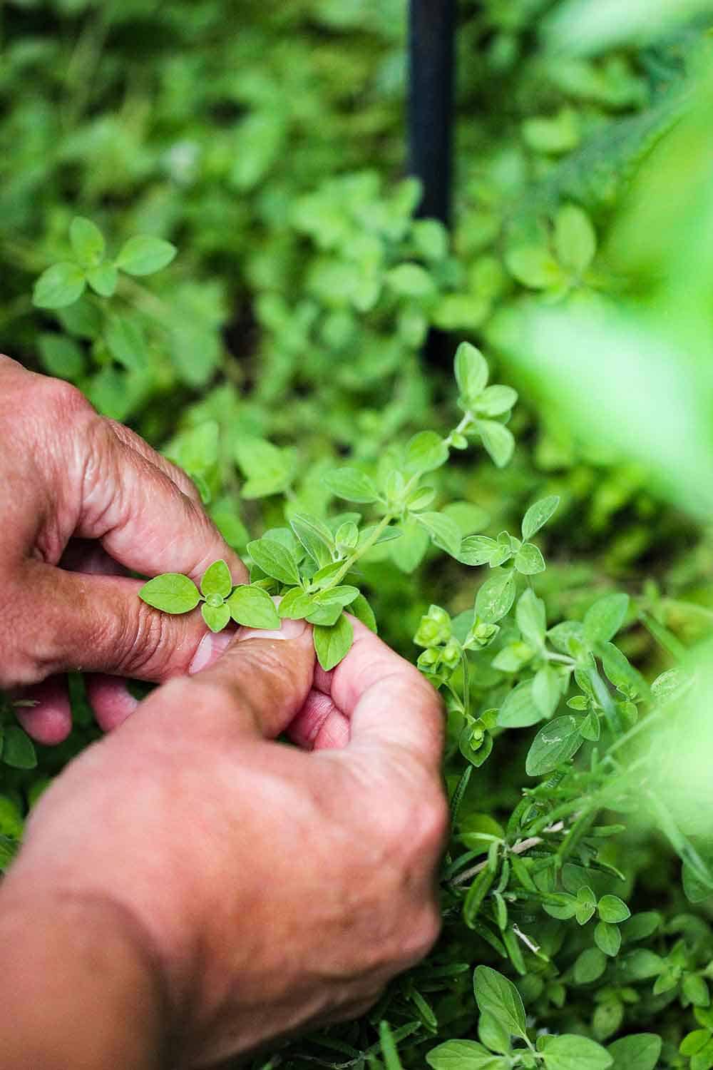 Picking fresh herbs for tomato pie. 