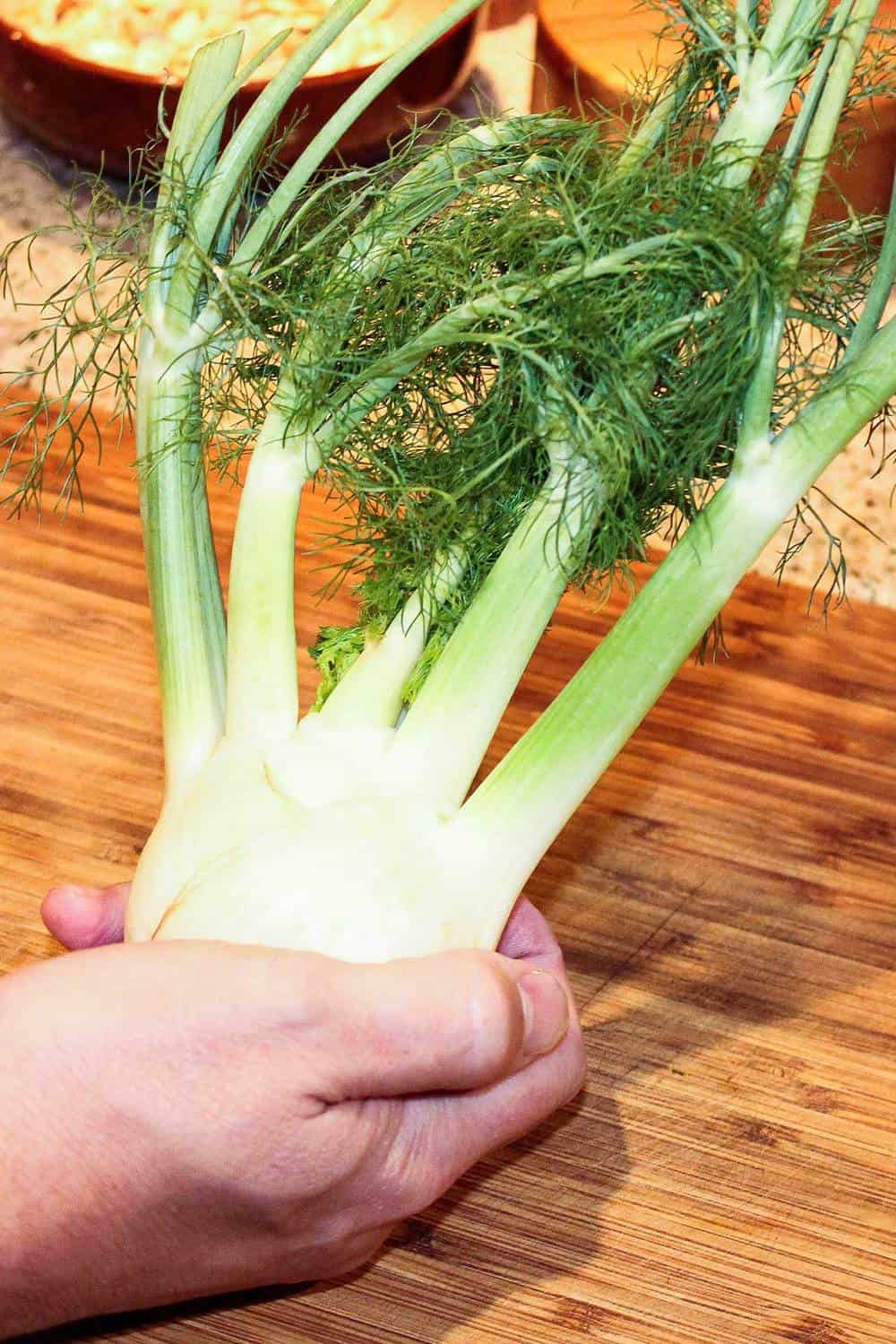 A fennel bulb for Portuguese-Style Clam Chowder