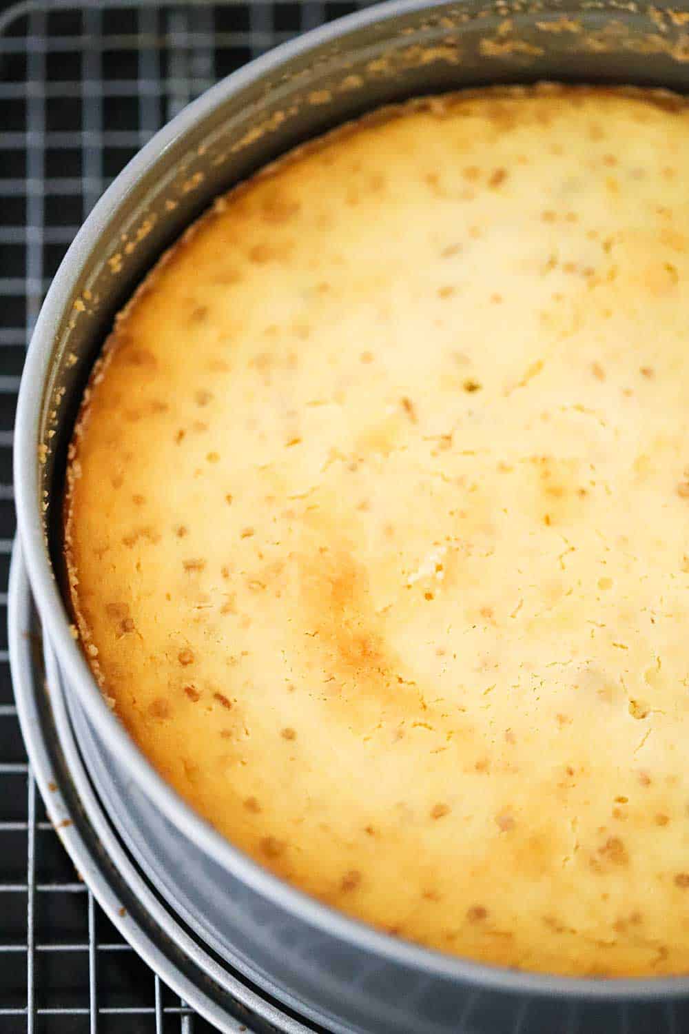 An Italian ricotta cheesecake sitting in a springform pan just out of the oven. 