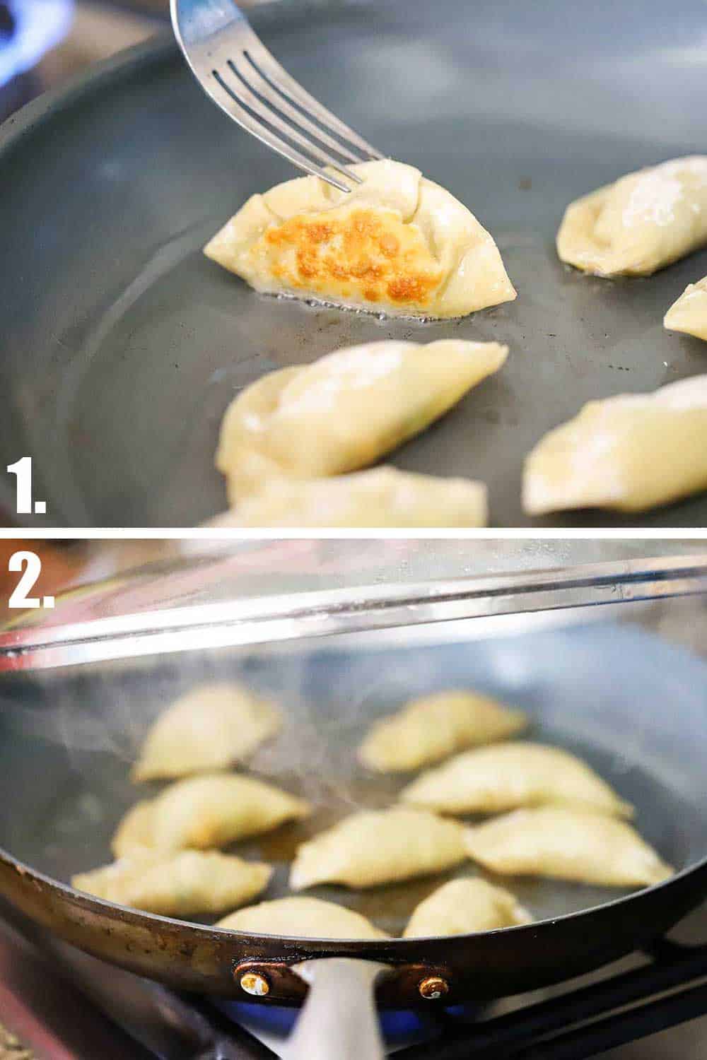 Potstickers being seared and then steamed in a large non-stick skillet with a lid.