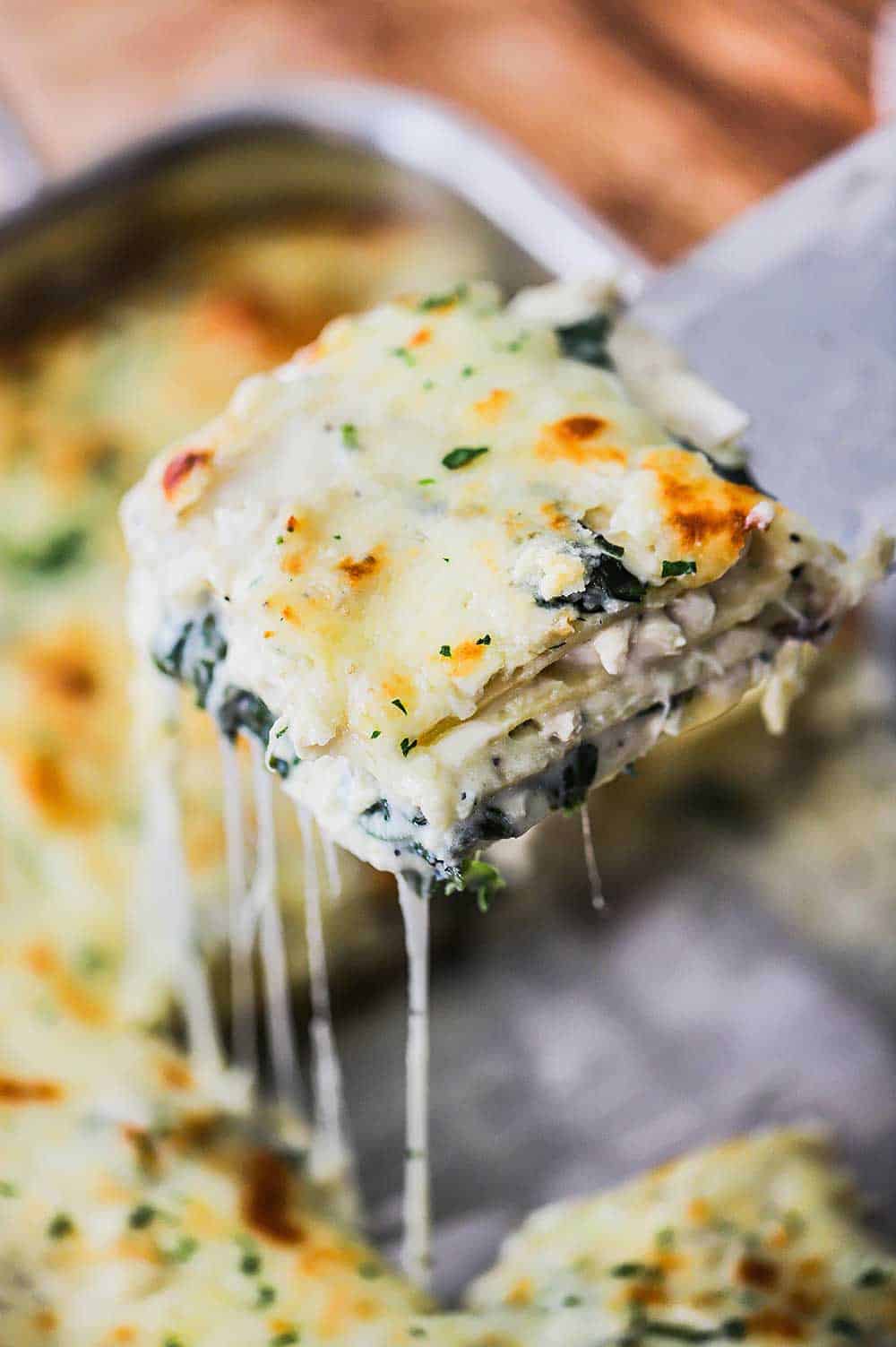 A metal spatula lifting up a slice of white chicken lasagna from a lasagna pan.